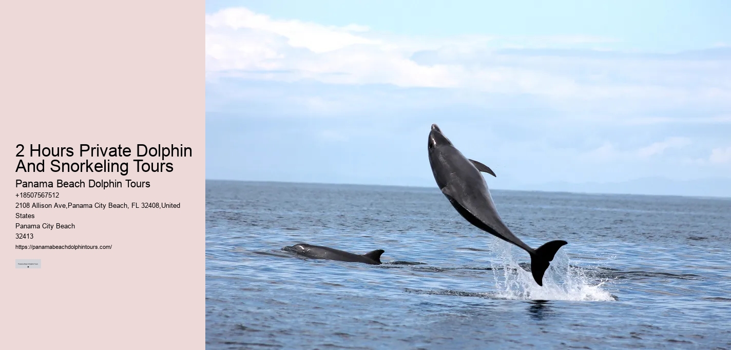 Split Thrilling Snorkeling And Dolphin Encounters