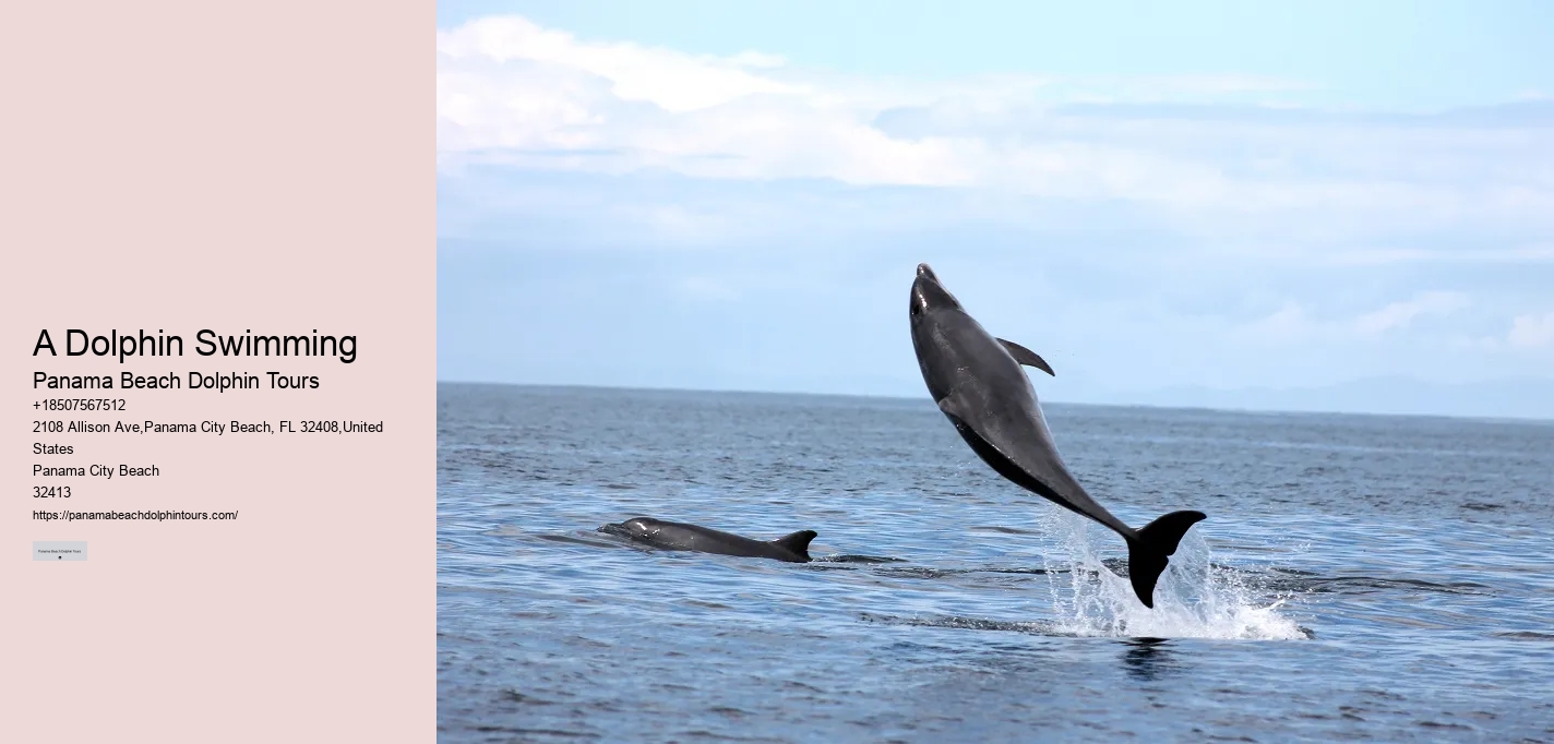 Can You Swim With Dolphins In Panama City Beach