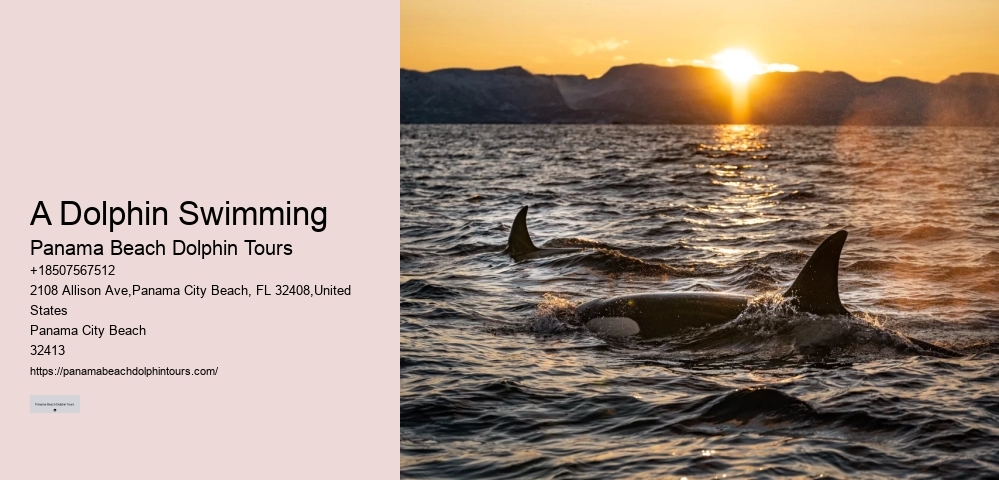 Salty Mary Dolphin And Snorkel Tours