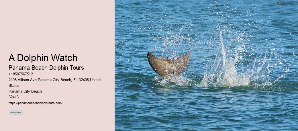 Split Wildlife Tours Featuring Dolphin Encounters And Snorkeling