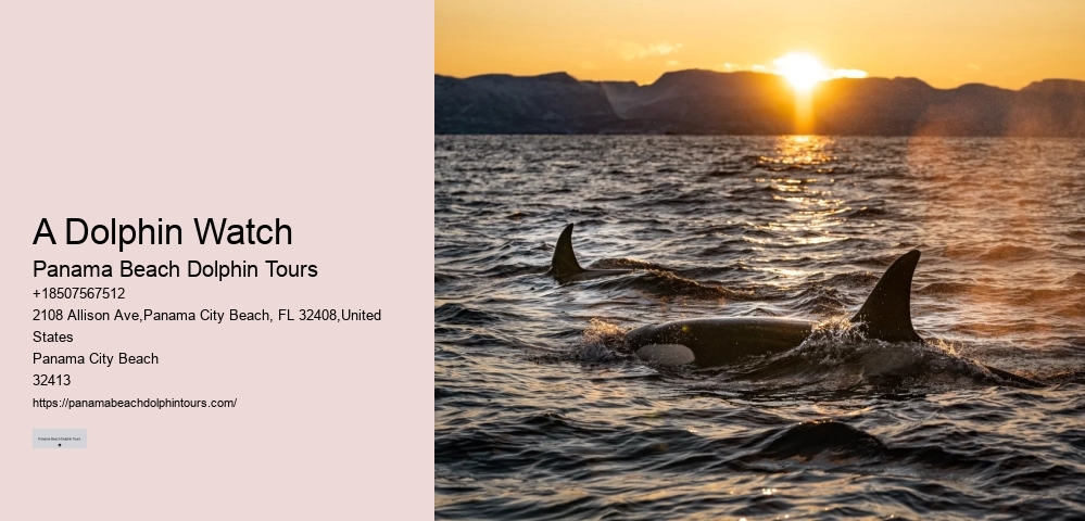 Intimate Dolphin Swim and Snorkeling
