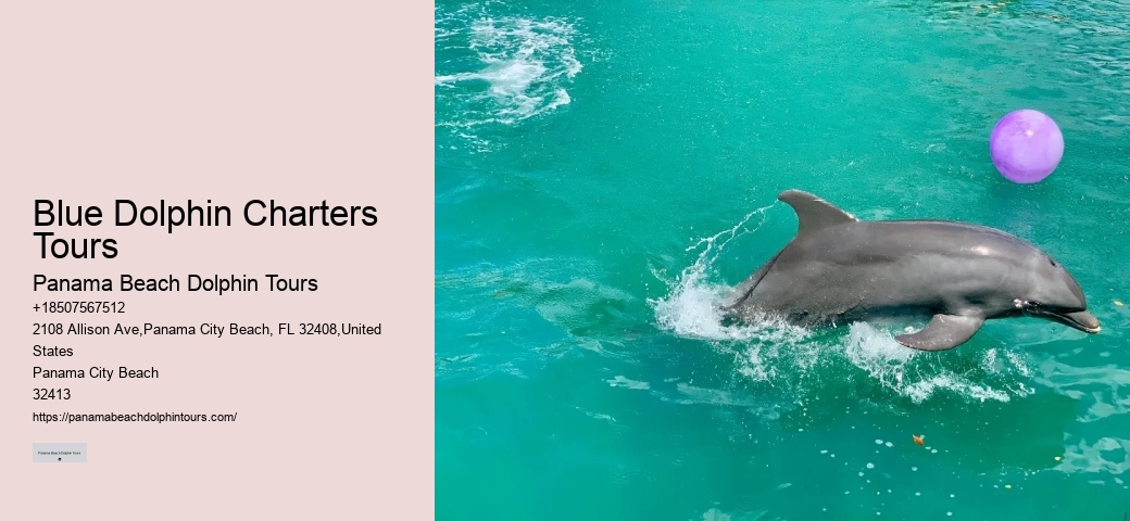 How Do You Attract Dolphins