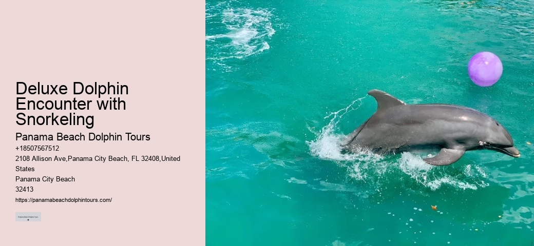 Exclusive Dolphin Discovery and Snorkeling Trips