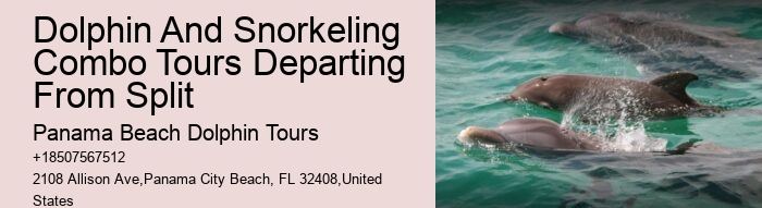 Is It Better To See Dolphins In The Morning Or Afternoon