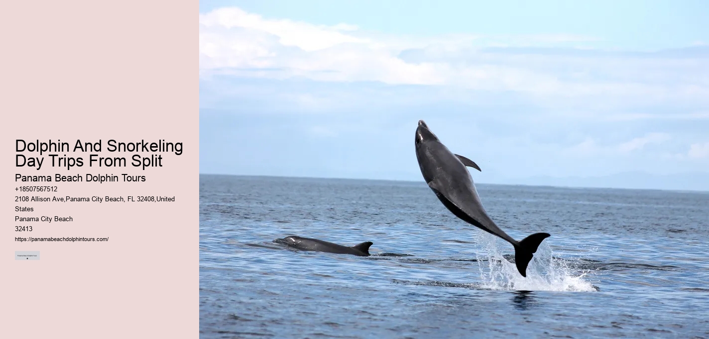 Intimate Dolphin Swim and Snorkeling Trips