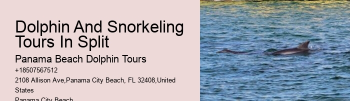 Panama City Beach dolphin exploration tours