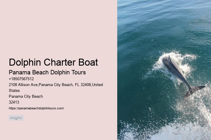 Tailored Dolphin Watching and Snorkeling Expeditions