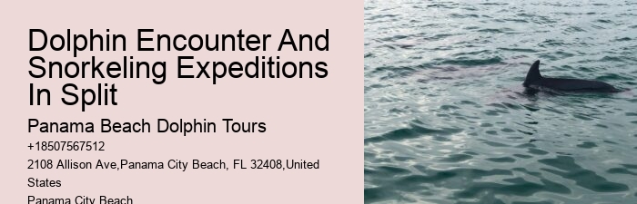 Panama City Beach dolphin adventures