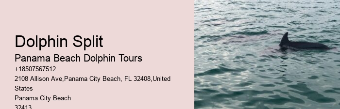Dolphin And Snorkeling Combo Tours Departing From Split