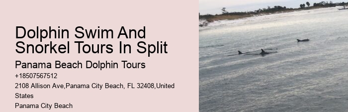 Dolphin trips in Panama City Beach