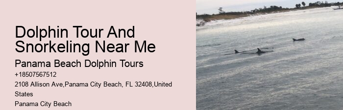 Elite Dolphin Safari with Snorkeling