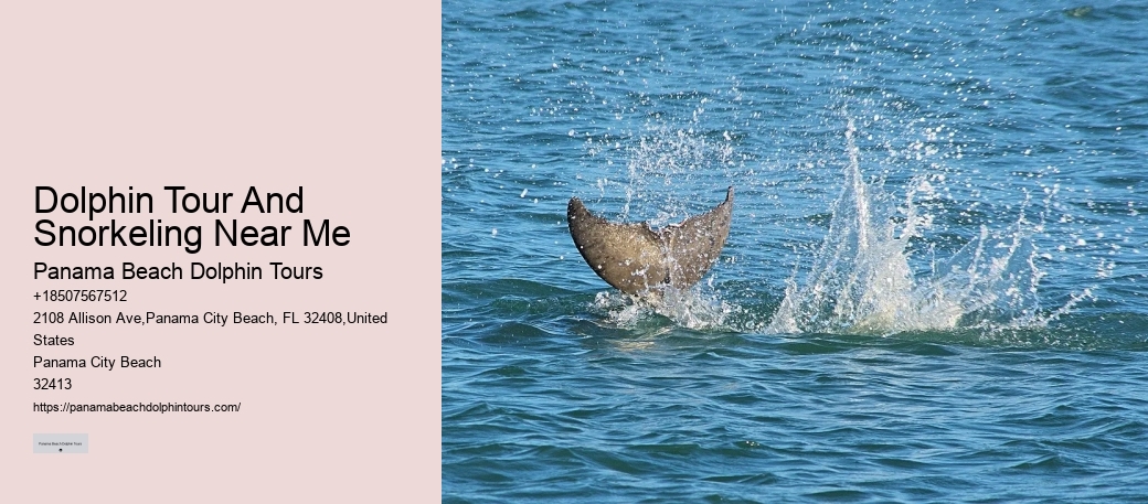 Guided Dolphin Swim and Snorkeling Tours