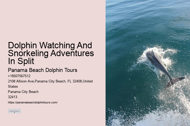 Panama City Beach Dolphin And Snorkel Tours