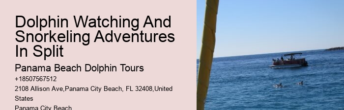 Split Exclusive Dolphin And Snorkeling Experiences