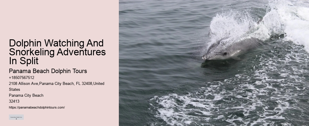 Experts Say Dolphins May Detect Human Pregnancies