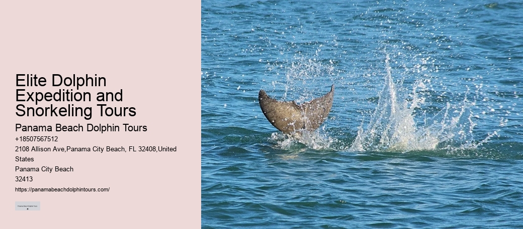 Panama City Beach dolphin discovery tours