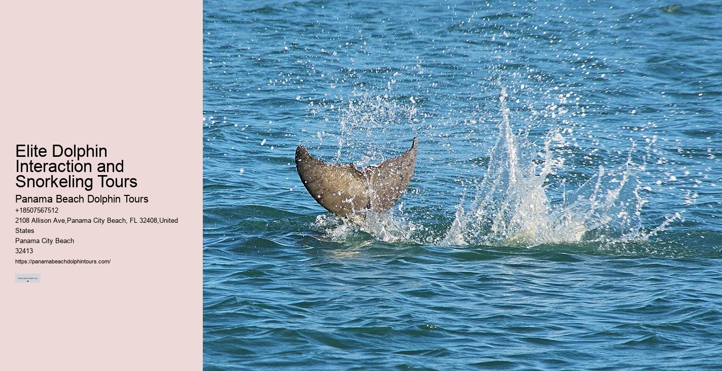 2 Hour Dolphin Cruise