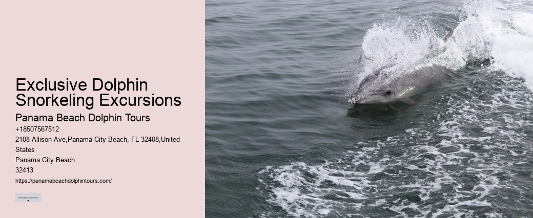 Dolphin Tour