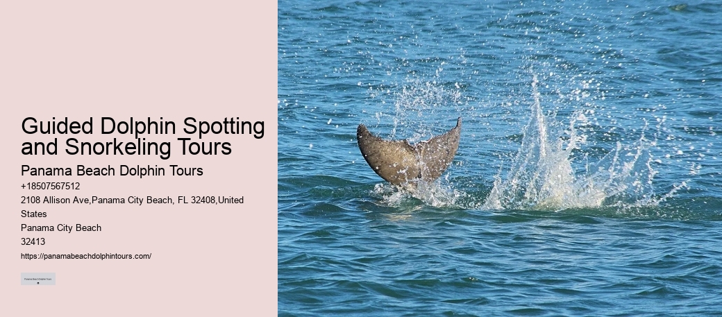Dolphin boat rides in Panama City Beach