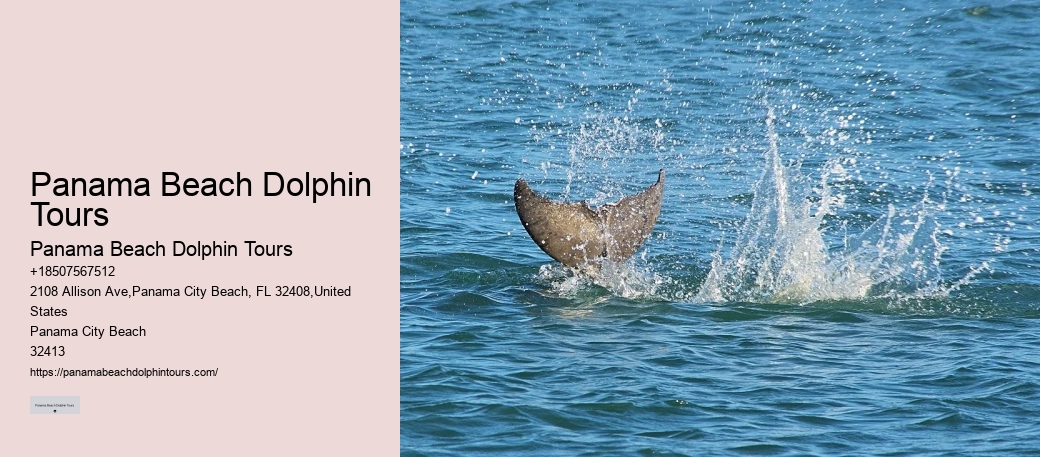 Dolphin Boat Charter