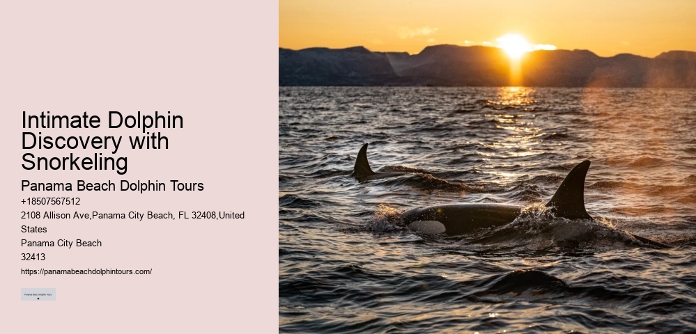 Exclusive Dolphin Watching and Snorkeling Adventures