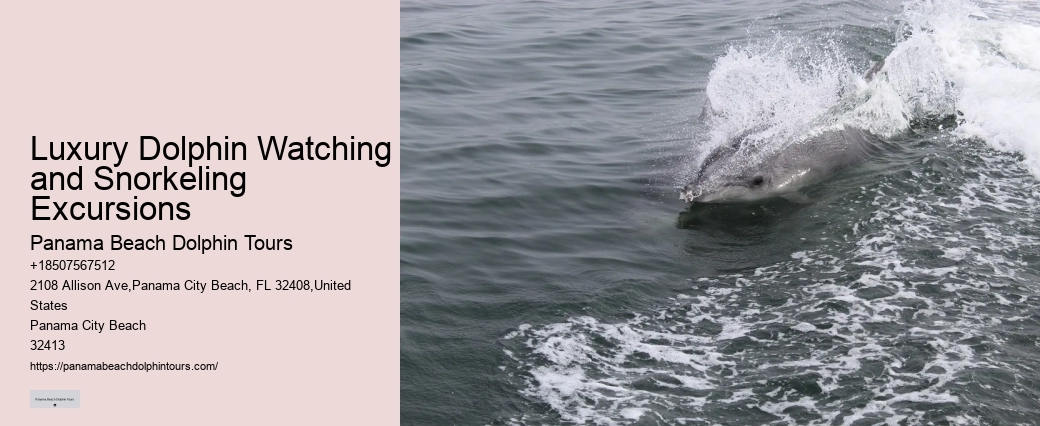 Dolphin Charter Near Me