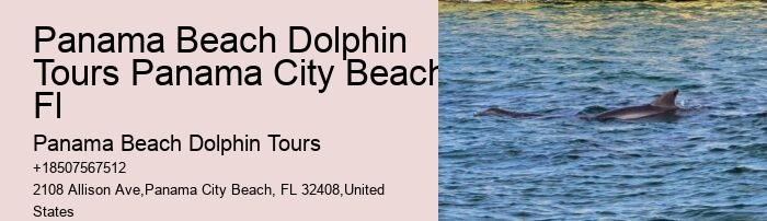Charter Dolphin And Snorkeling Tours 2 Hours