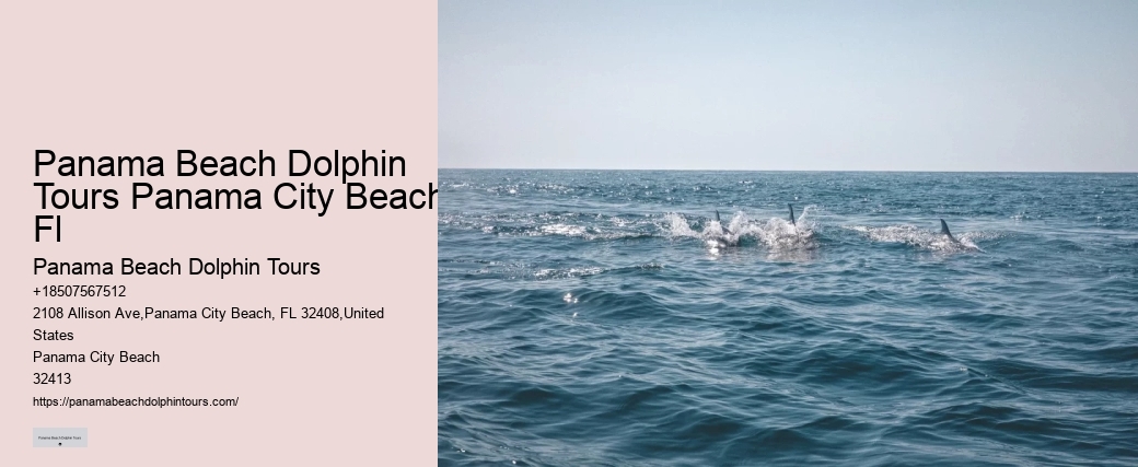 Dolphin Cruises