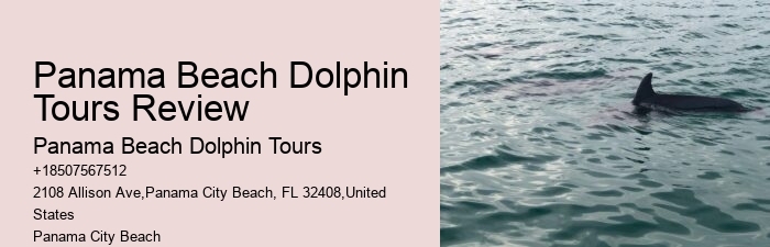 Custom Dolphin Spotting and Snorkeling