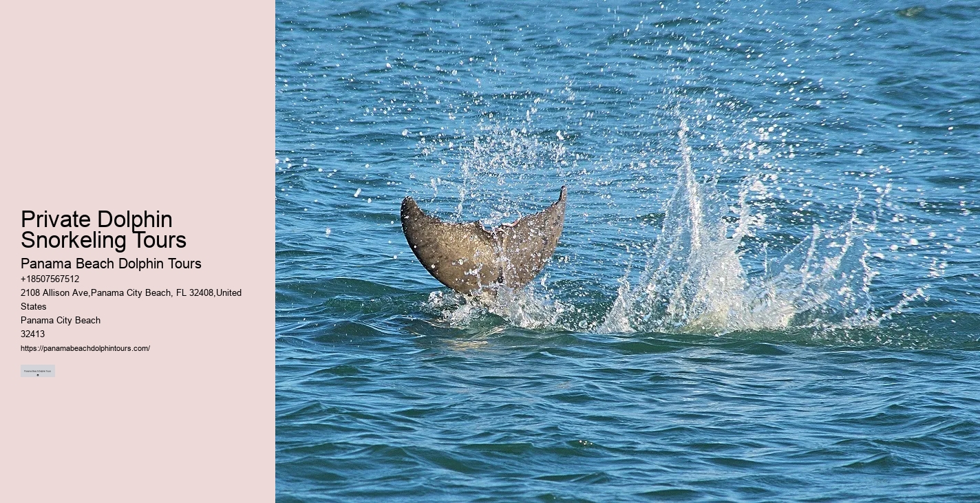 Blue Dolphin Tours Panama City Beach Fl