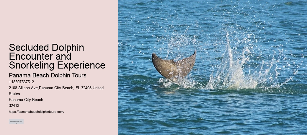 Split Snorkeling Expeditions With Dolphin Watching Included