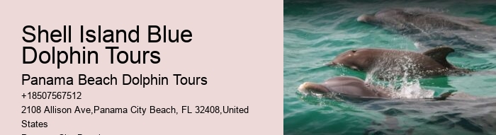 How Much Does It Cost To Swim With Dolphins In Florida