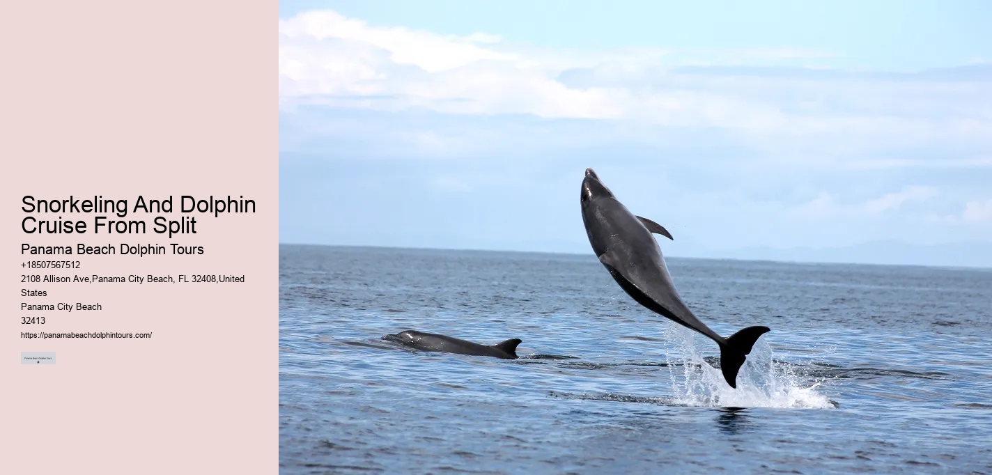 Split Thrilling Snorkeling And Dolphin Watching Charters