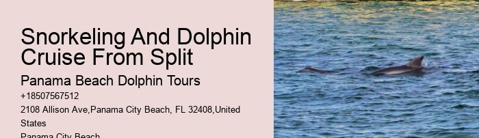 What should I bring with me on a dolphin tour in Panama City Beach
