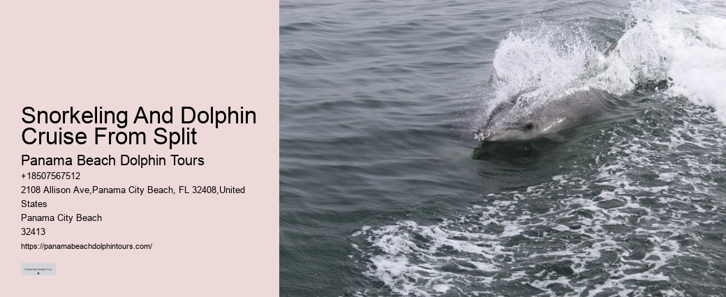 Do Dolphins Like Swimming With Humans