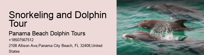 Split Marine Biology-focused Dolphin And Snorkeling Tours