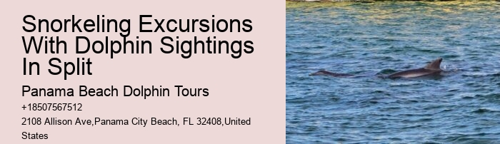 Luxury Dolphin Encounter and Snorkeling