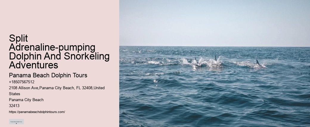 Deluxe Dolphin Encounter with Snorkeling
