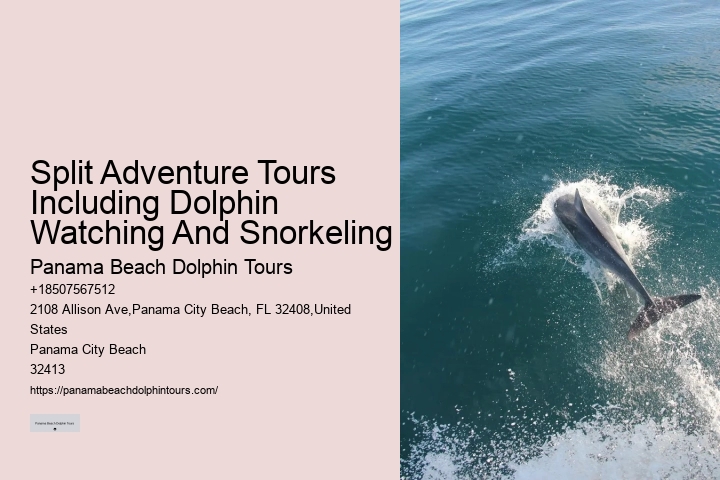 Premium Dolphin Encounter and Snorkeling Adventures