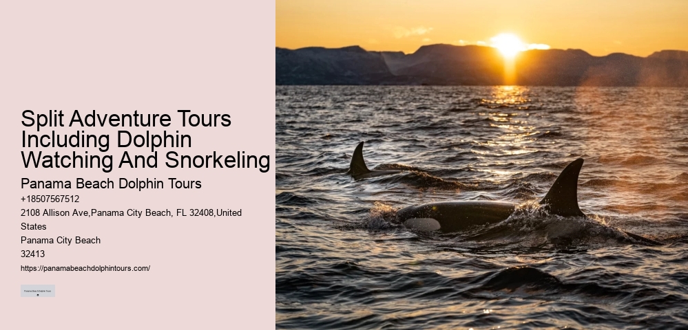 Best Dolphin Tours Panama City Beach