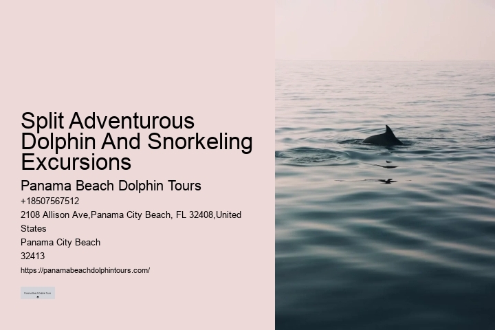 Dolphin Tours In Panama City Beach Florida