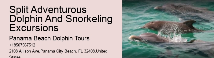Best Dolphin Tours In Panama City Beach