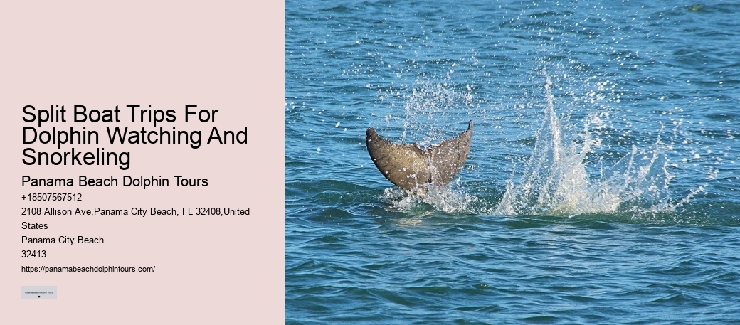 Premium Dolphin Expedition with Snorkeling