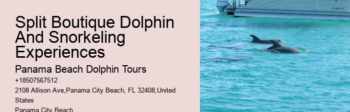 Tours to see dolphins in Panama City Beach