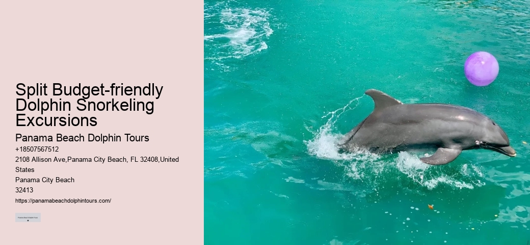 Bespoke Dolphin Safari and Snorkeling Trips