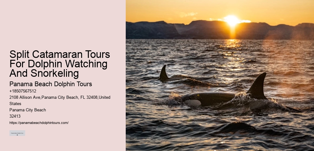 Elite Dolphin Spotting and Snorkeling Tours