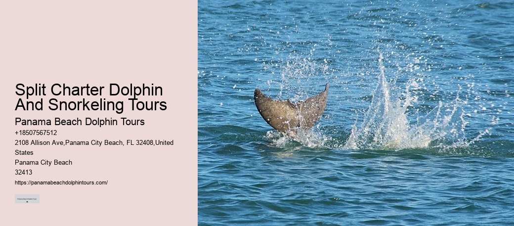 Do You Get Sea Sick On A Dolphin Cruise