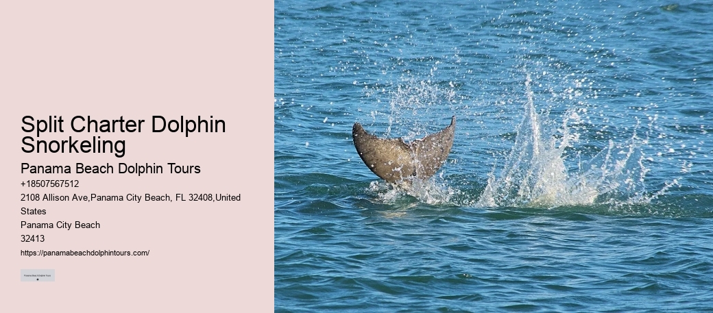 Custom Dolphin Discovery and Snorkeling Adventures