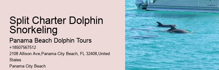 Guided Dolphin Expedition and Snorkeling Tours