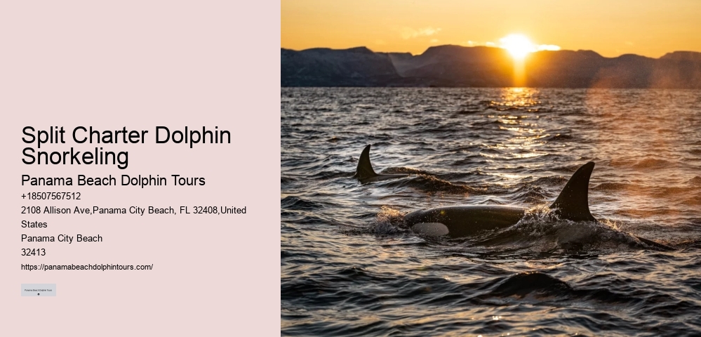 Why Can't You Swim With Dolphins On Your Period